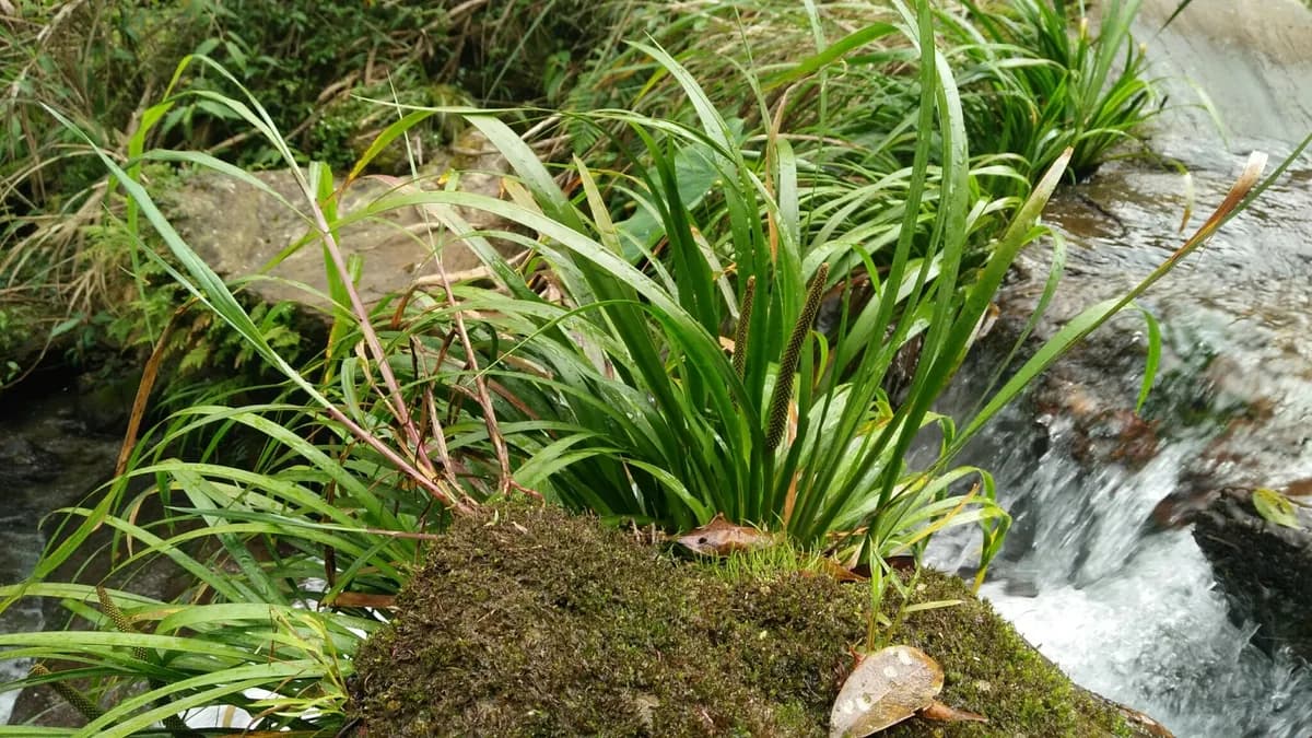 Grassleaf sweet flag (Acorus gramineus)