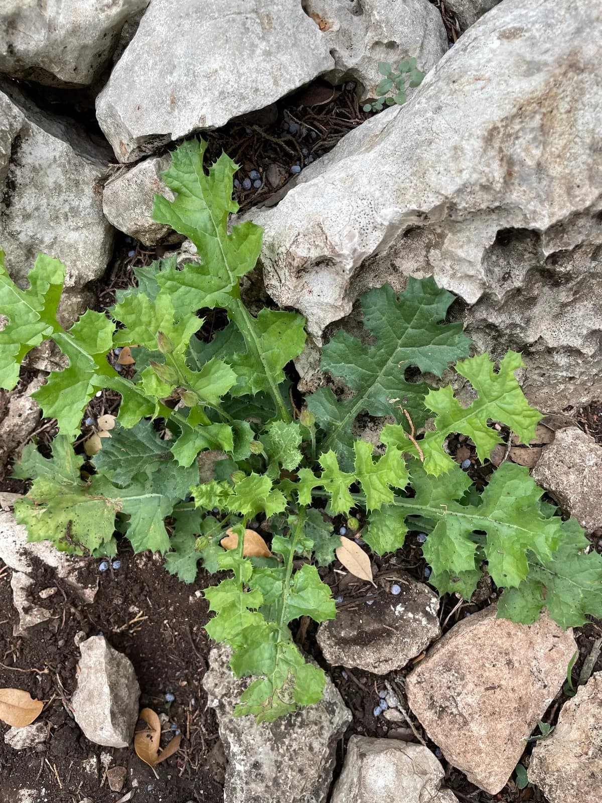 Featherleaf Desertpeony (Acourtia runcinata)