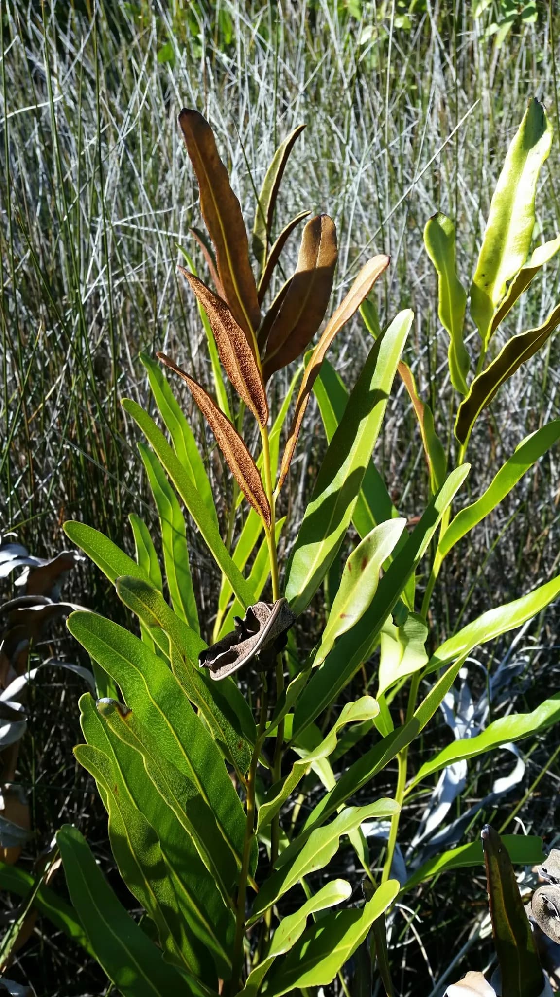 Golden Leatherfern (Acrostichum aureum)