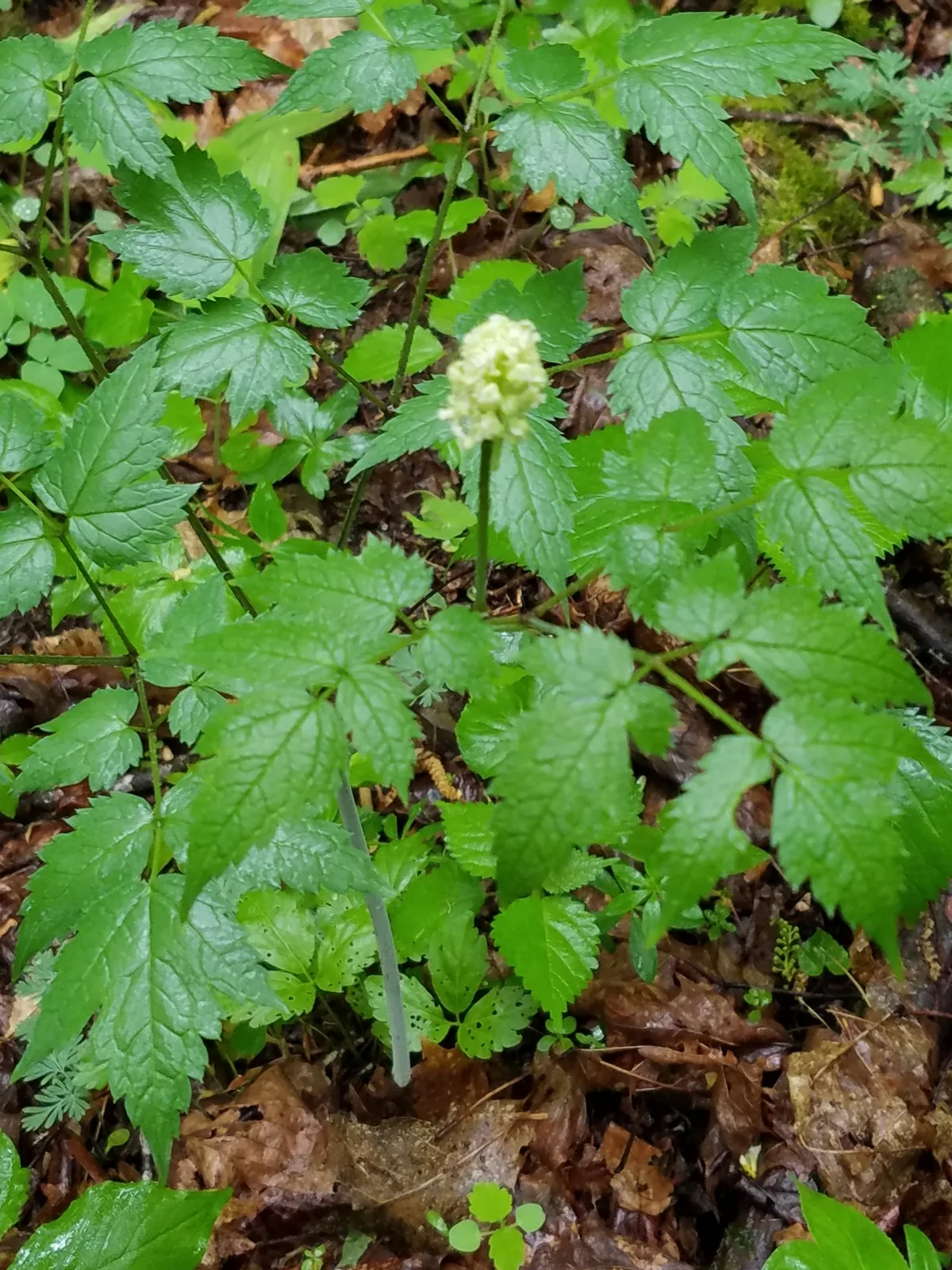 White Baneberry (Actaea pachypoda)