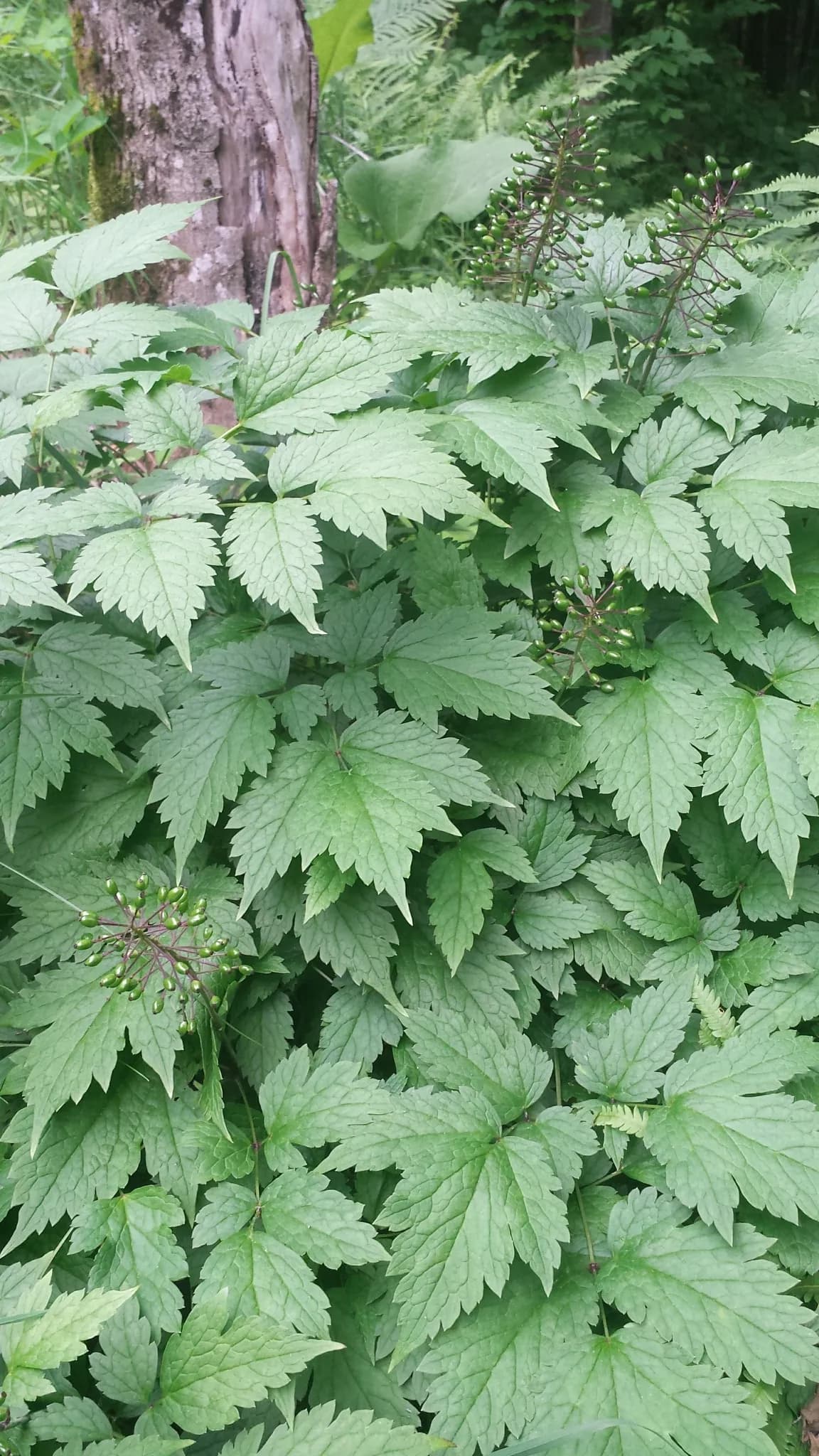 Red Baneberry (Actaea rubra)