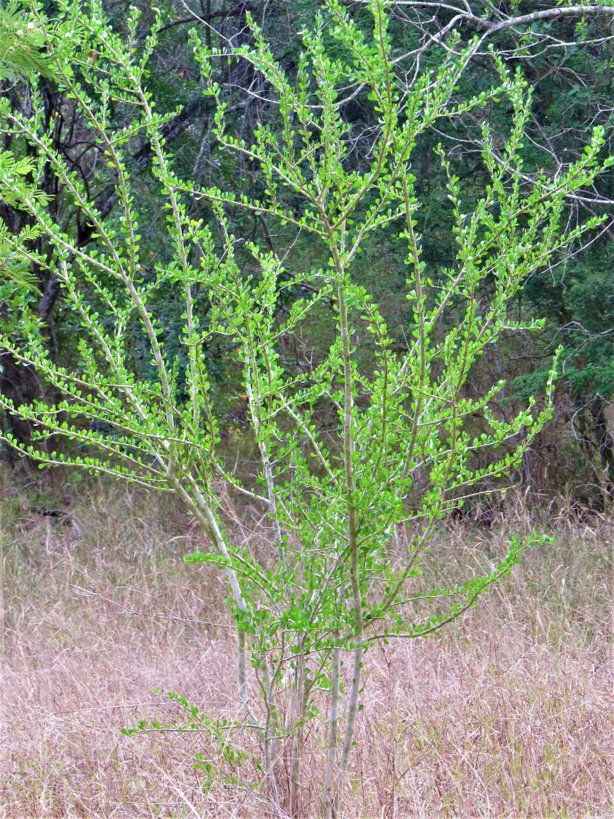 Vasey's Wild-lime (Adelia vaseyi)