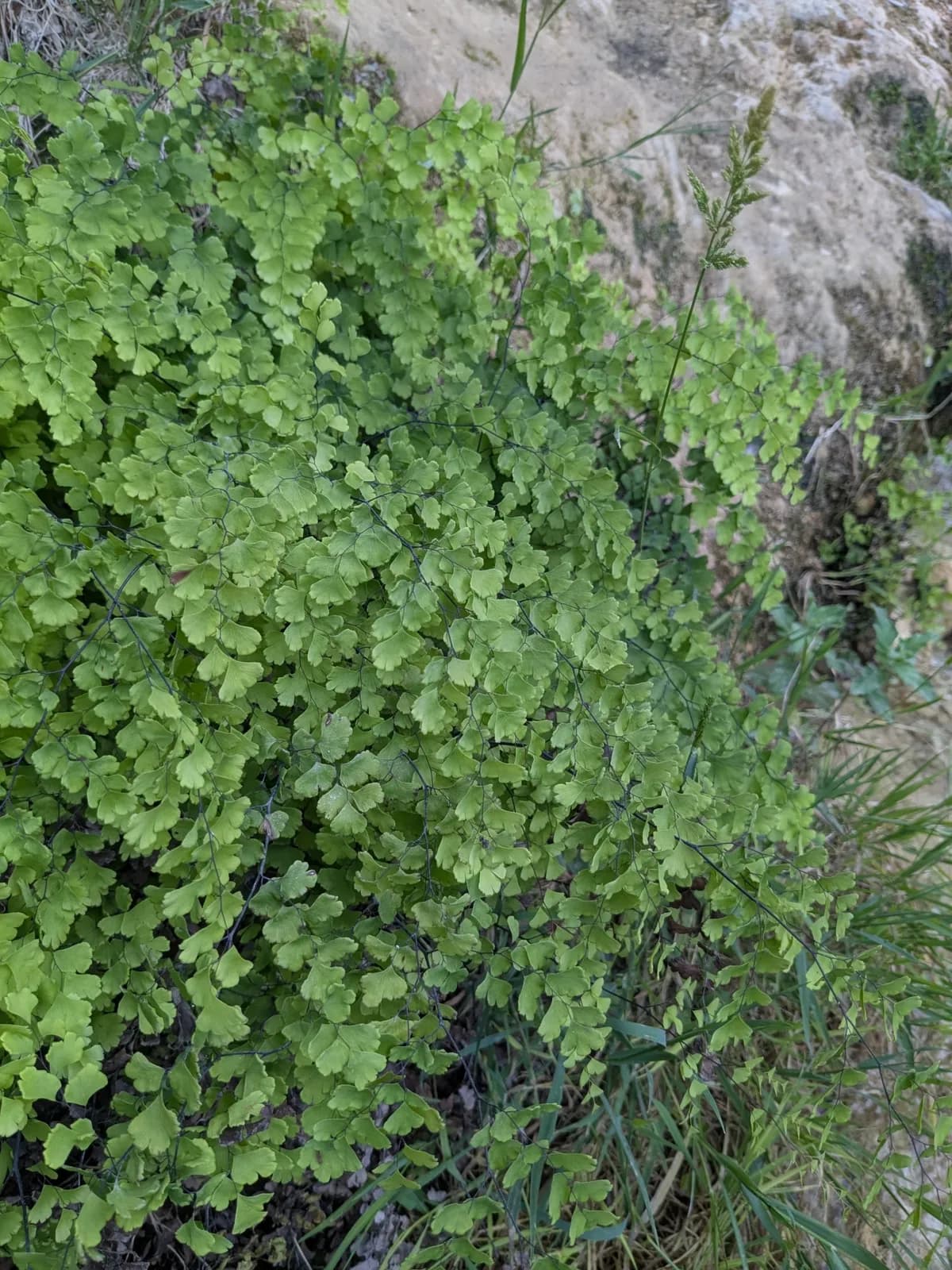 Common Maidenhair Fern (Adiantum capillus-veneris)