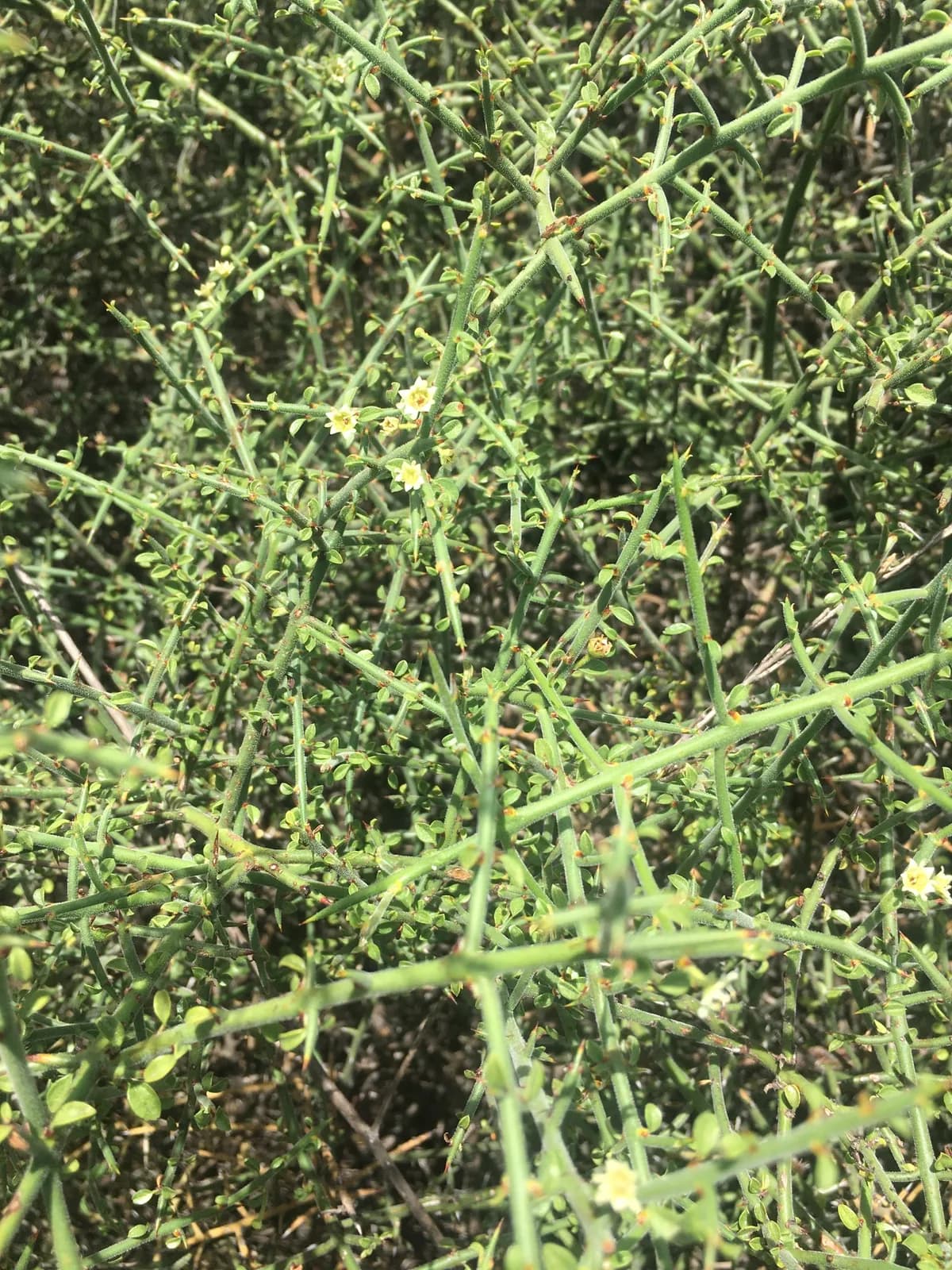 California adolphia (Adolphia californica)