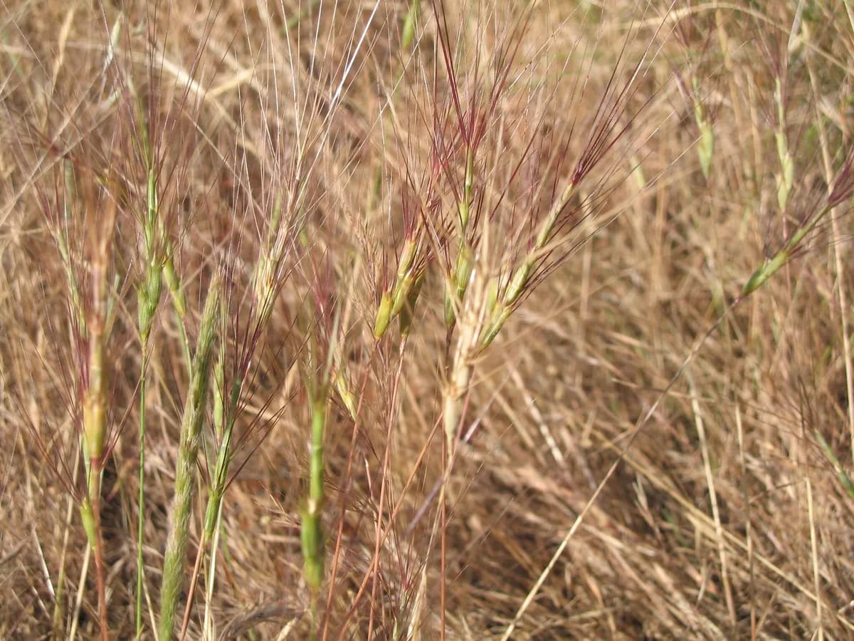 Jointed Goat Grass (Aegilops triuncialis)