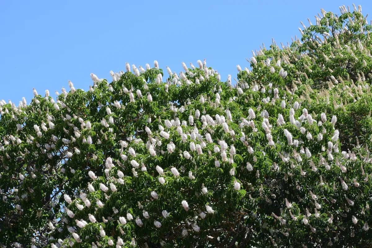 California Buckeye (Aesculus californica)
