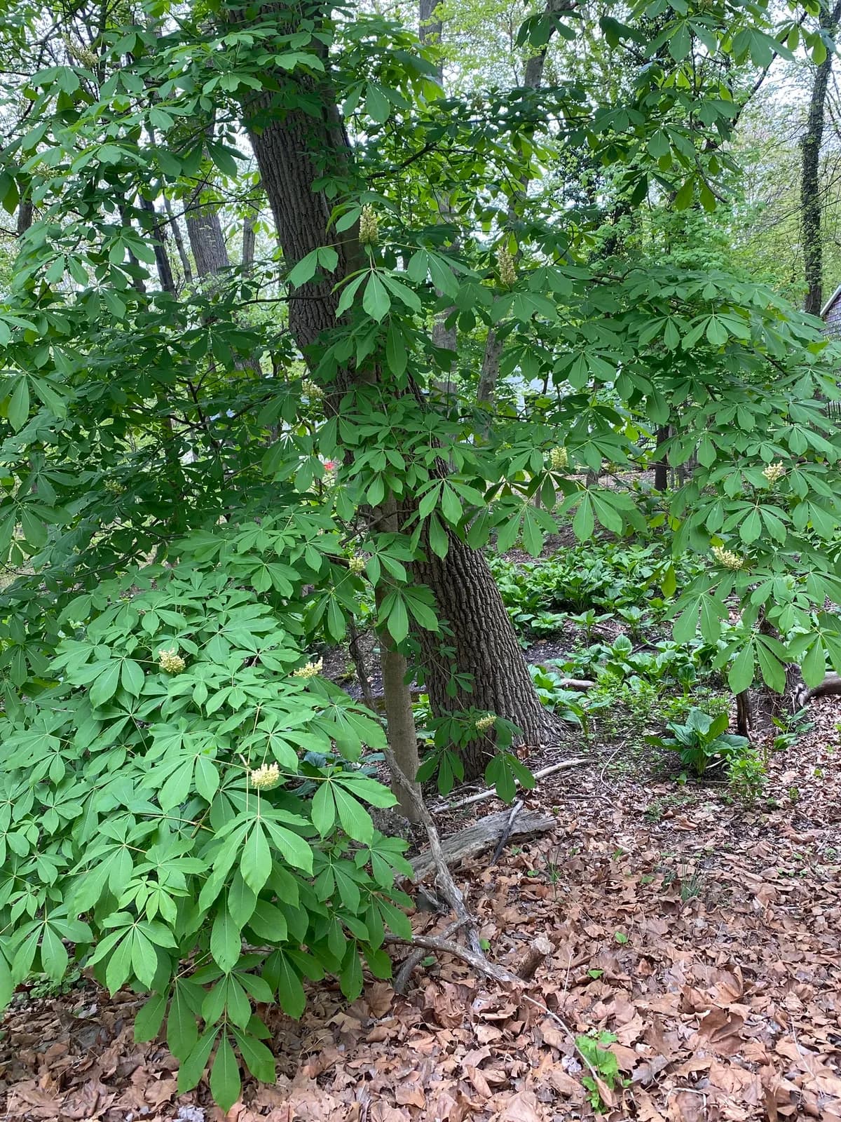 Sweet Buckeye (Aesculus flava)