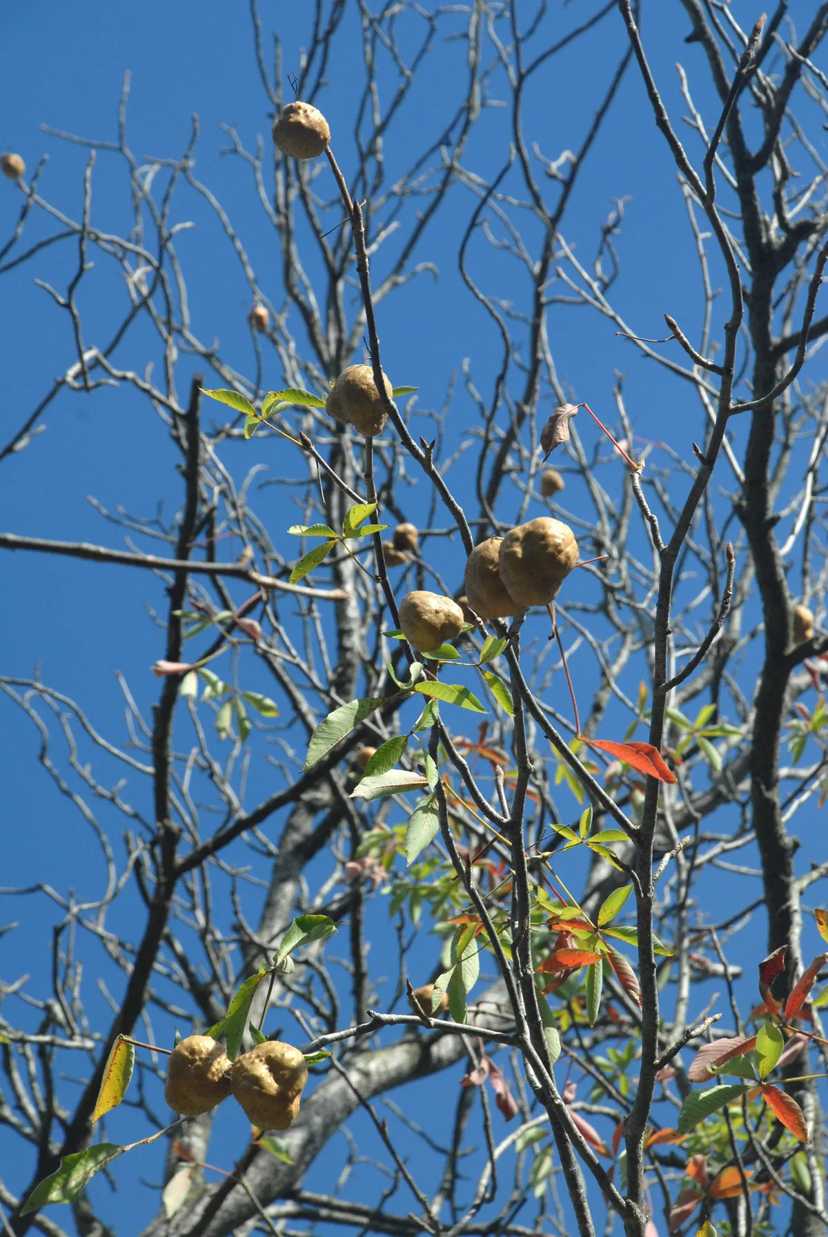 Ohio Buckeye (Aesculus glabra)