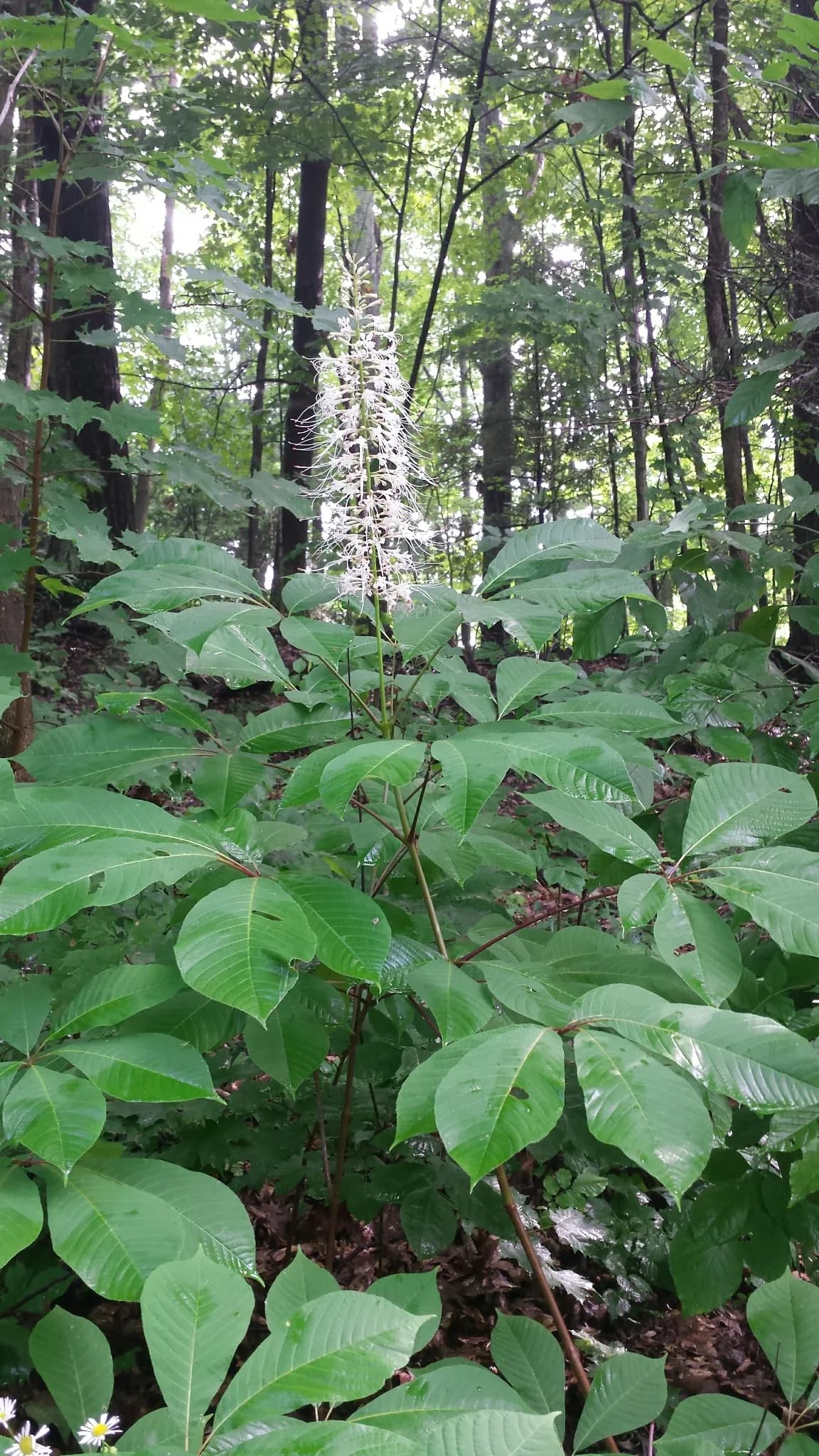 Shrubby Pavia (Aesculus parviflora)