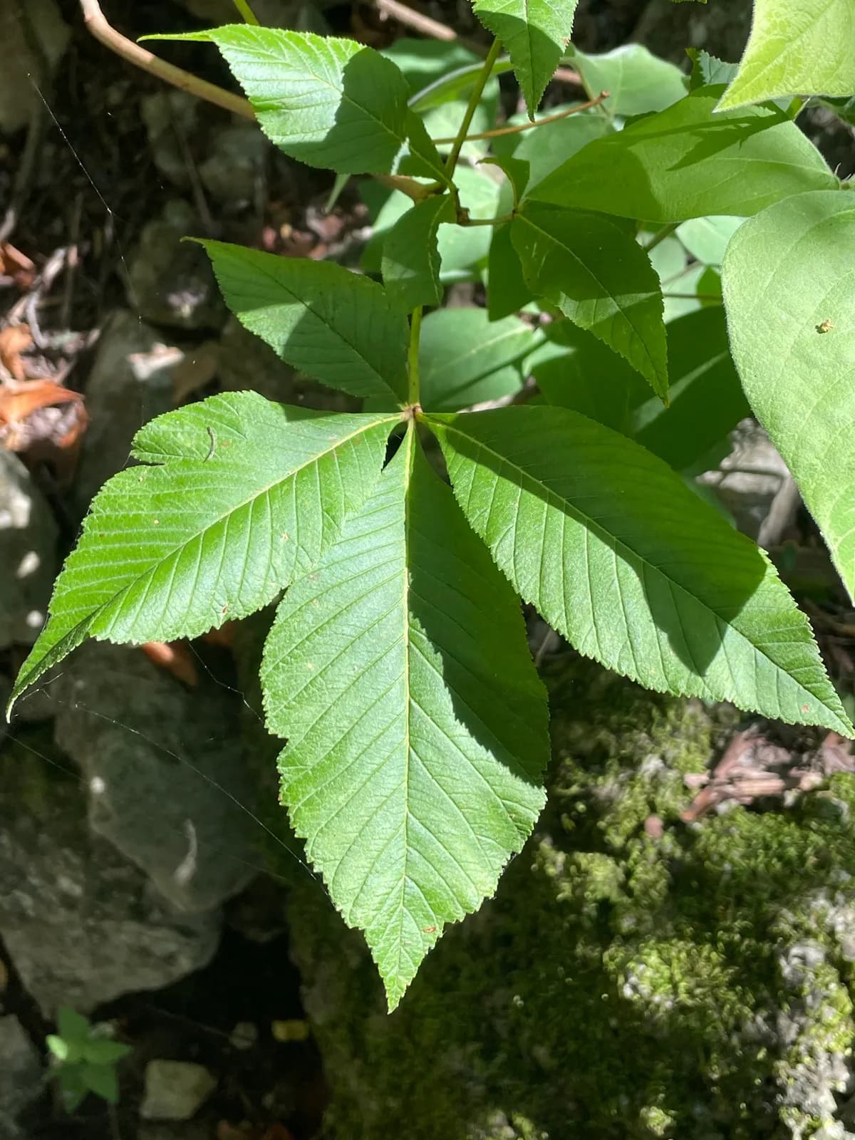 Red buckeye (Aesculus pavia)