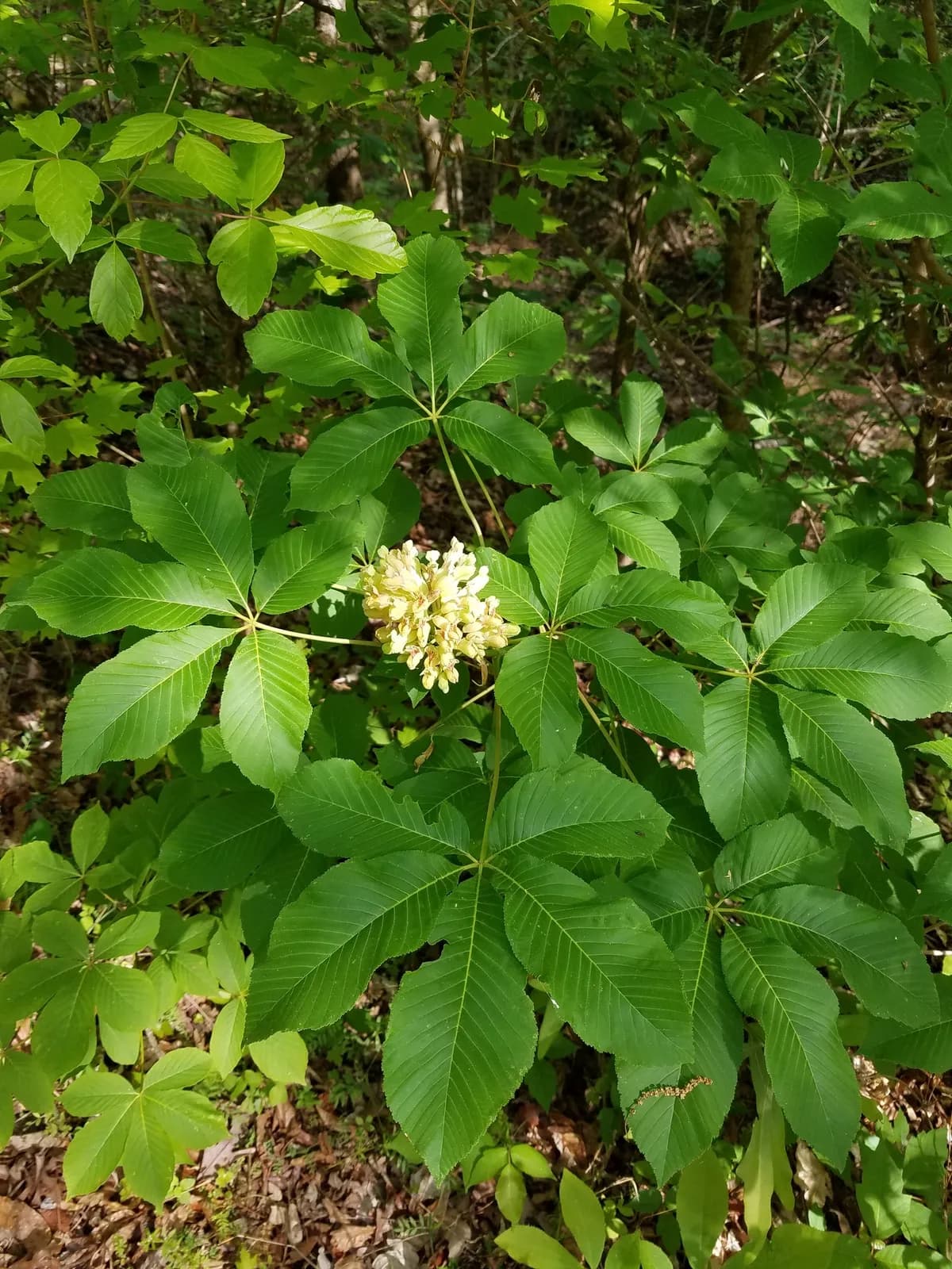 Painted buckeye (Aesculus sylvatica)