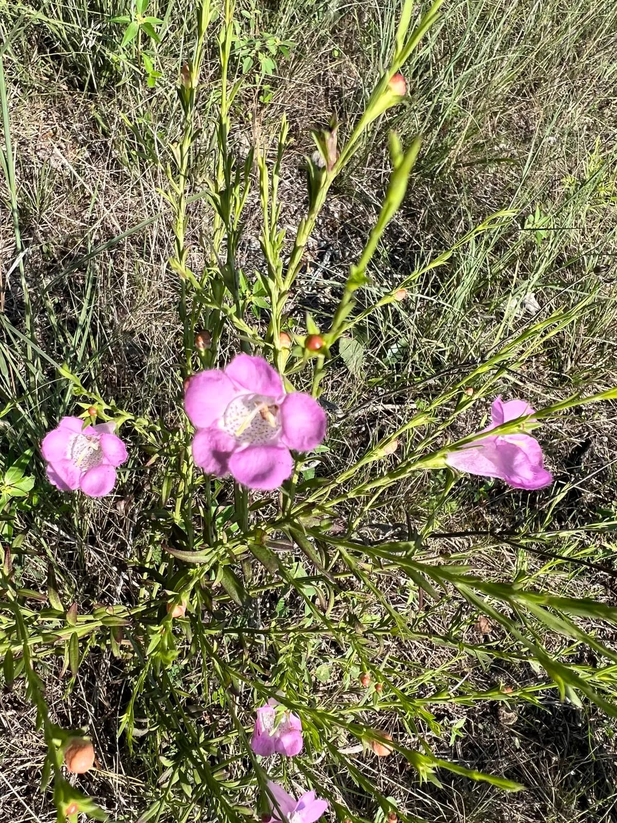 Prairie False Foxglove (Agalinis heterophylla)