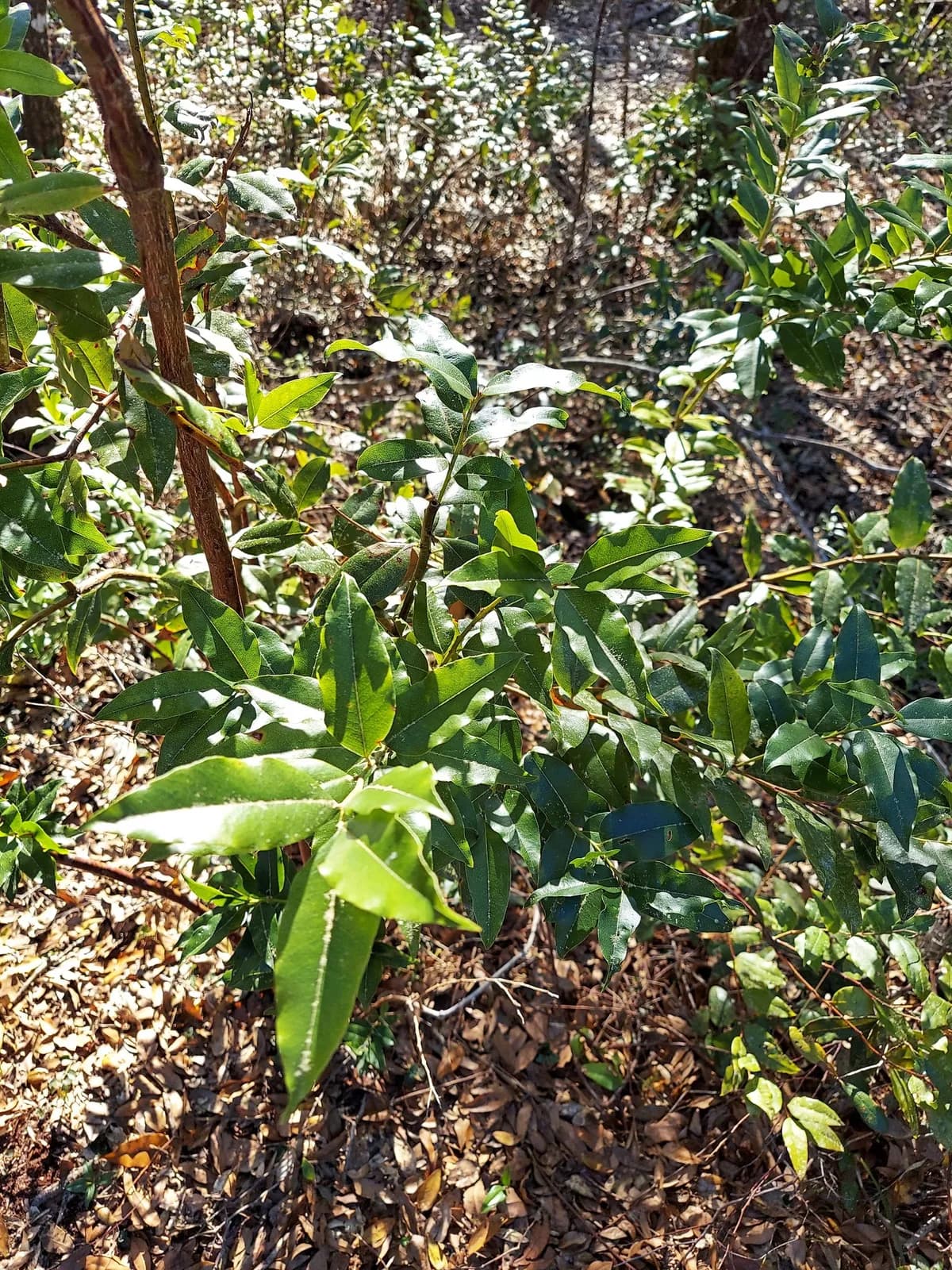Pipeplant (Agarista populifolia)