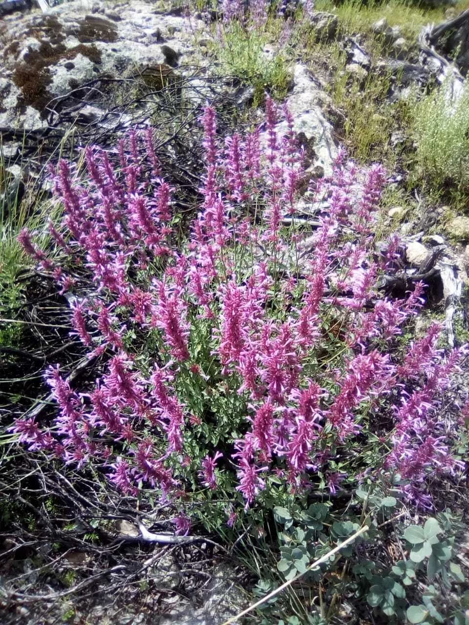 Giant hummingbird agastache (Agastache barberi)