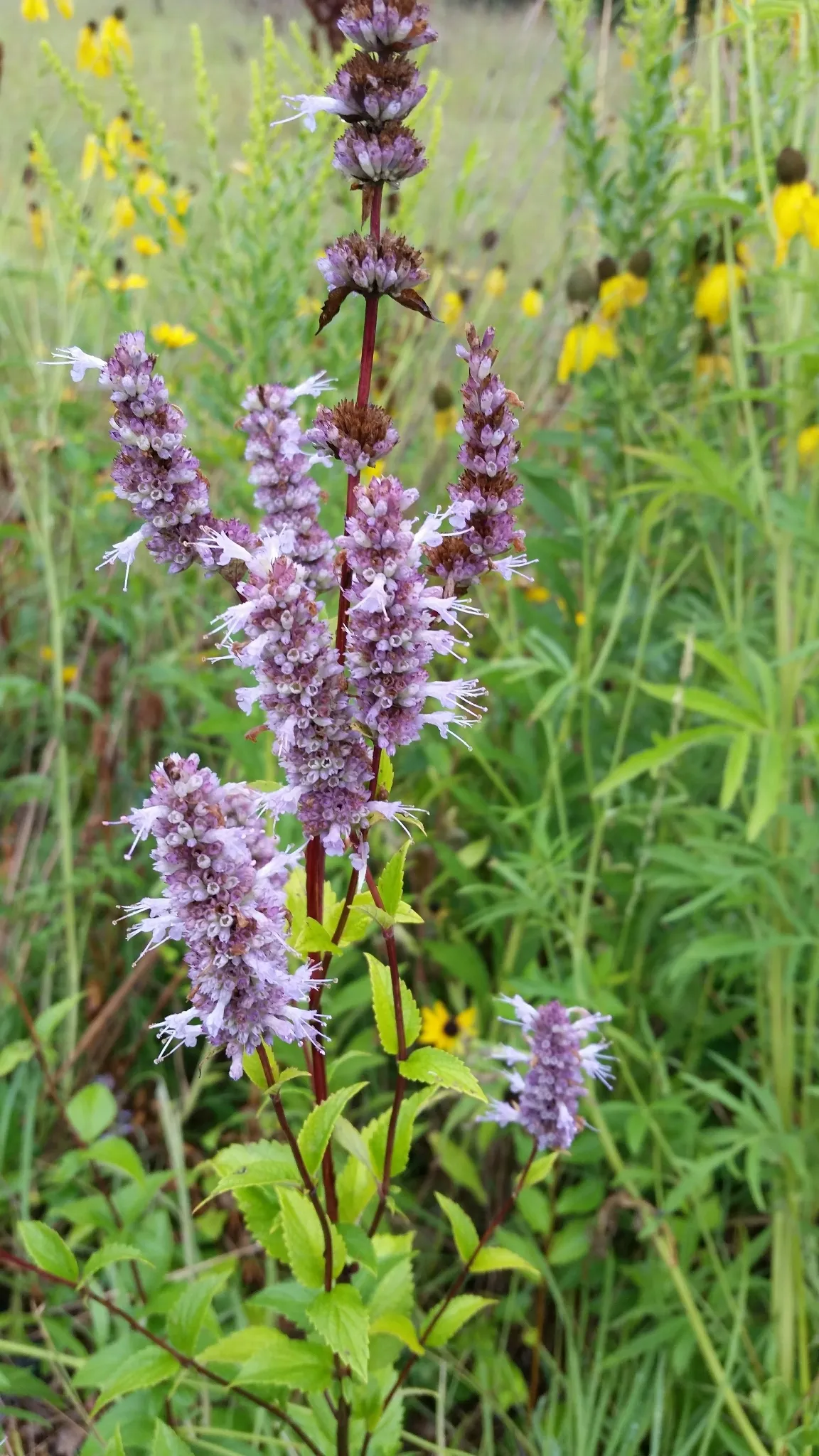 Blue Giant-hyssop (Agastache foeniculum)