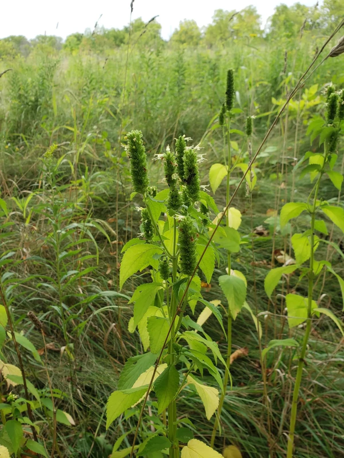 Yellow Giant-hyssop (Agastache nepetoides)