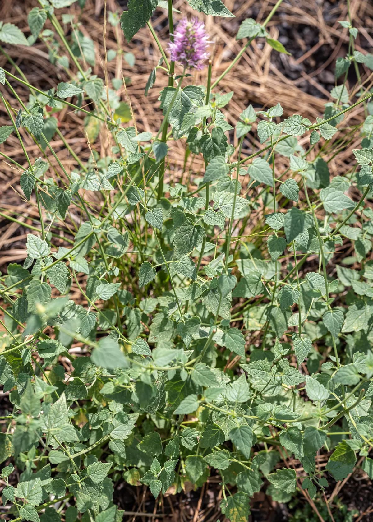 Nettleleaf Giant Hyssop (Agastache urticifolia)