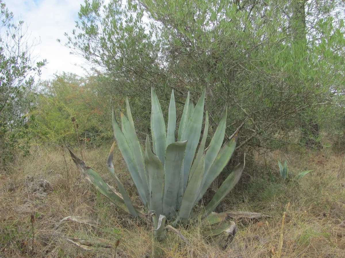 Century Plant (Agave americana)