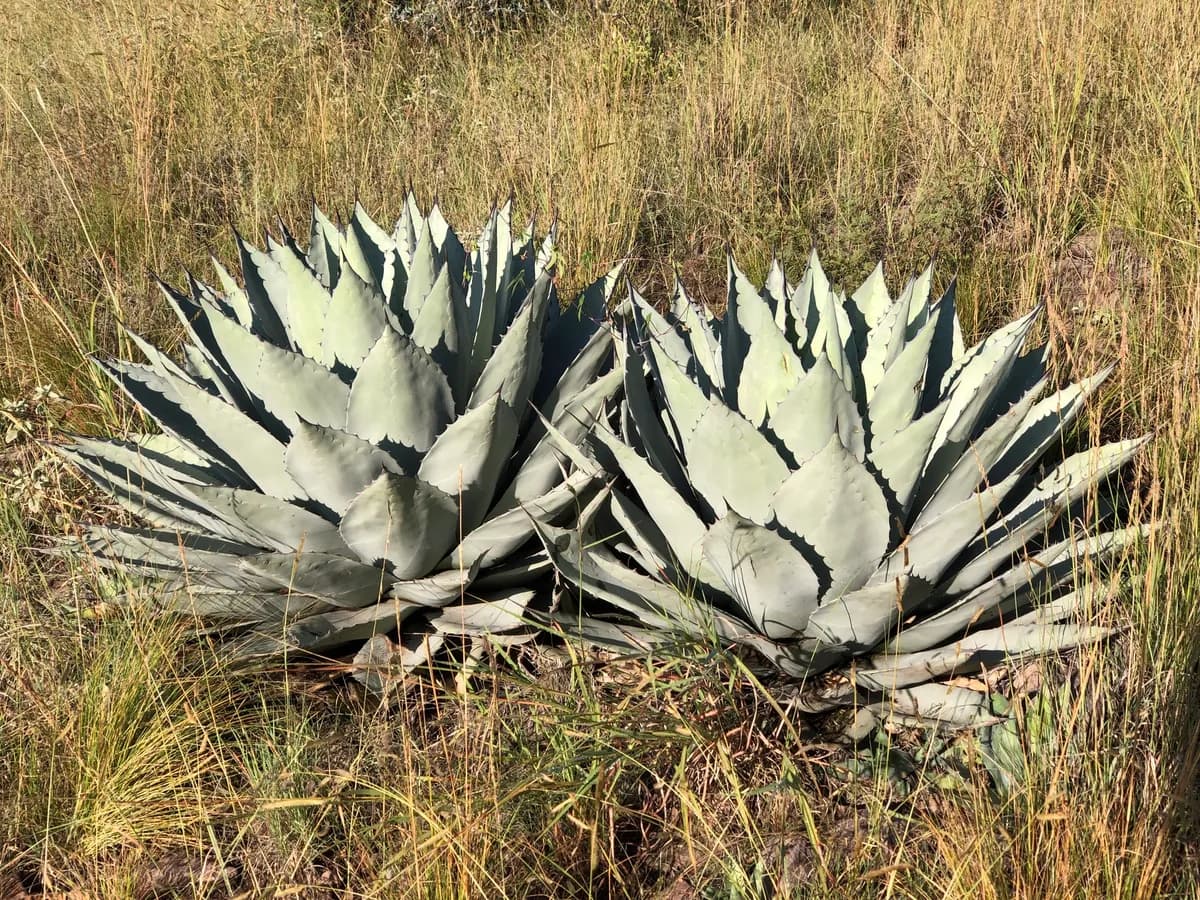 Havard's Century Plant (Agave havardiana)