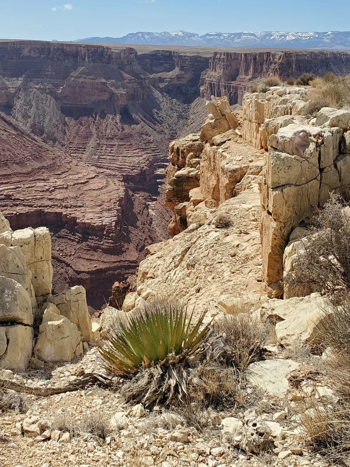 Utah Agave (Agave utahensis)