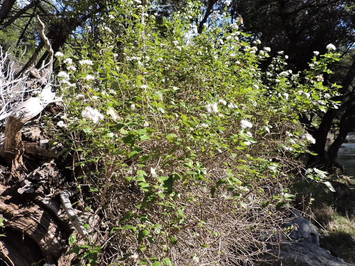 White Mistflower (Ageratina havanensis)