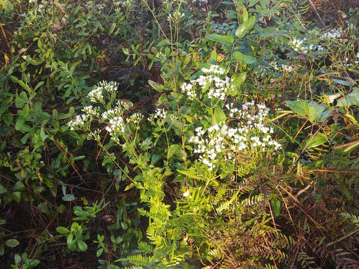Hammock snakeroot (Ageratina jucunda)