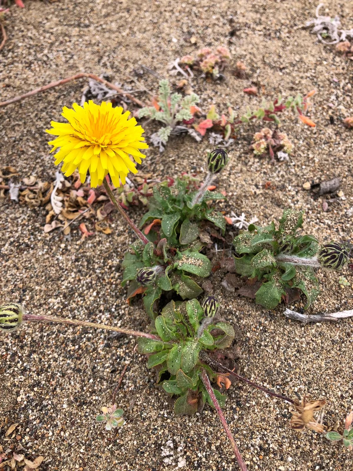 Woolly Goat Chicory (Agoseris apargioides)