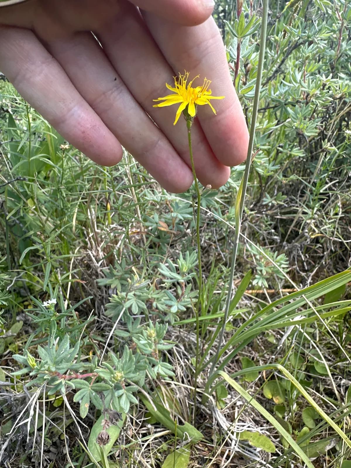 Prairie Agoseris (Agoseris glauca)