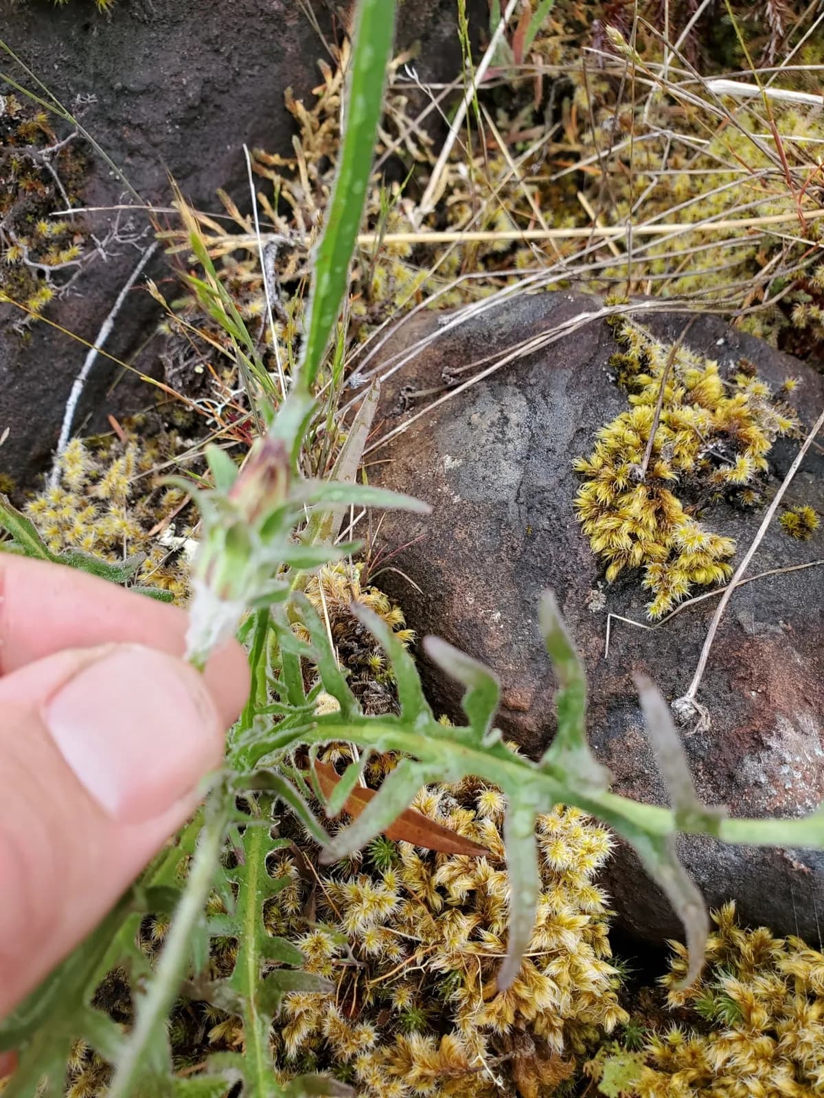Grassland Agoseris (Agoseris grandiflora)