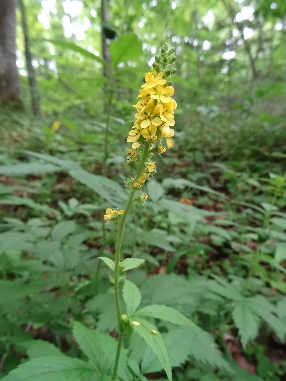 Common Agrimony (Agrimonia gryposepala)