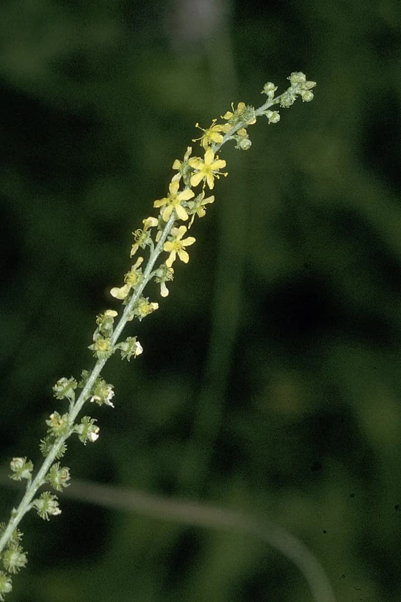 Roadside Agrimony (Agrimonia striata)