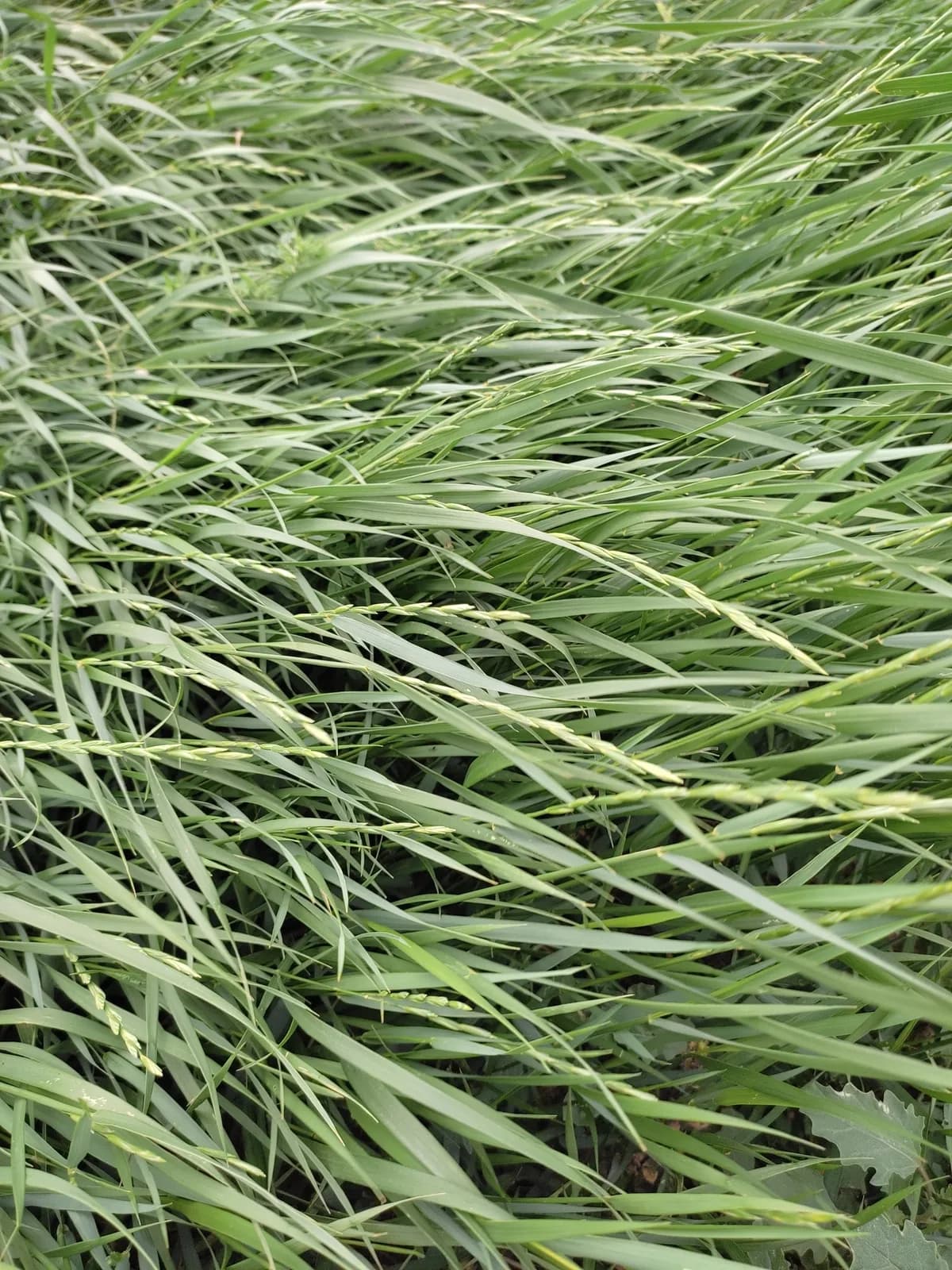 Quackgrass (Agropyron repens)