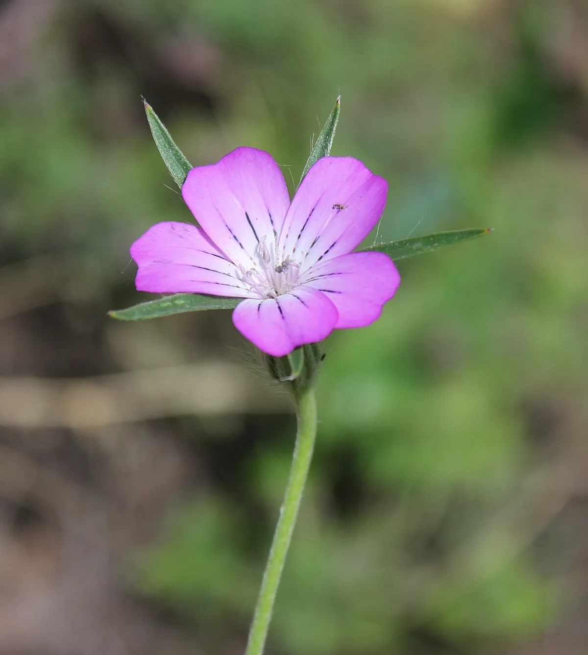 Cockle (Agrostemma githago)