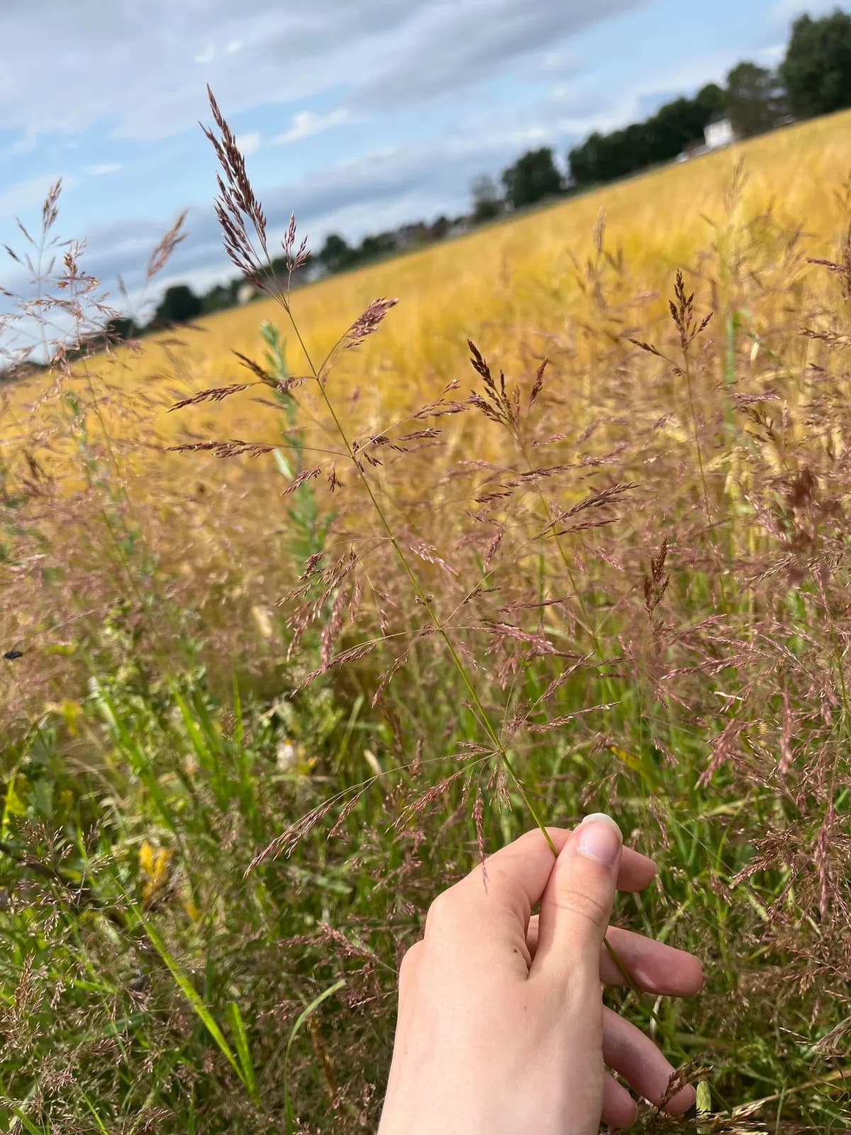 Spreading Bent (Agrostis alba)