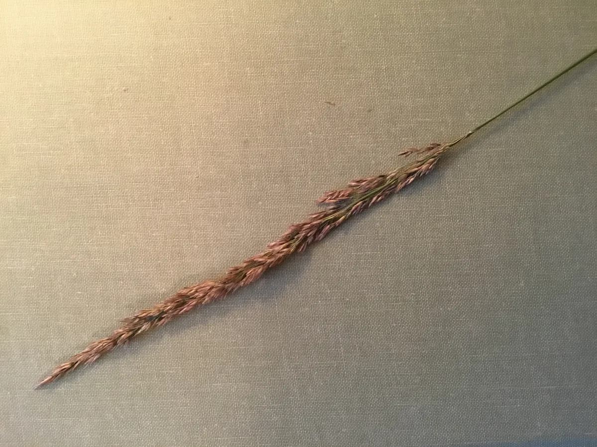 Spike Redtop (Agrostis exarata)