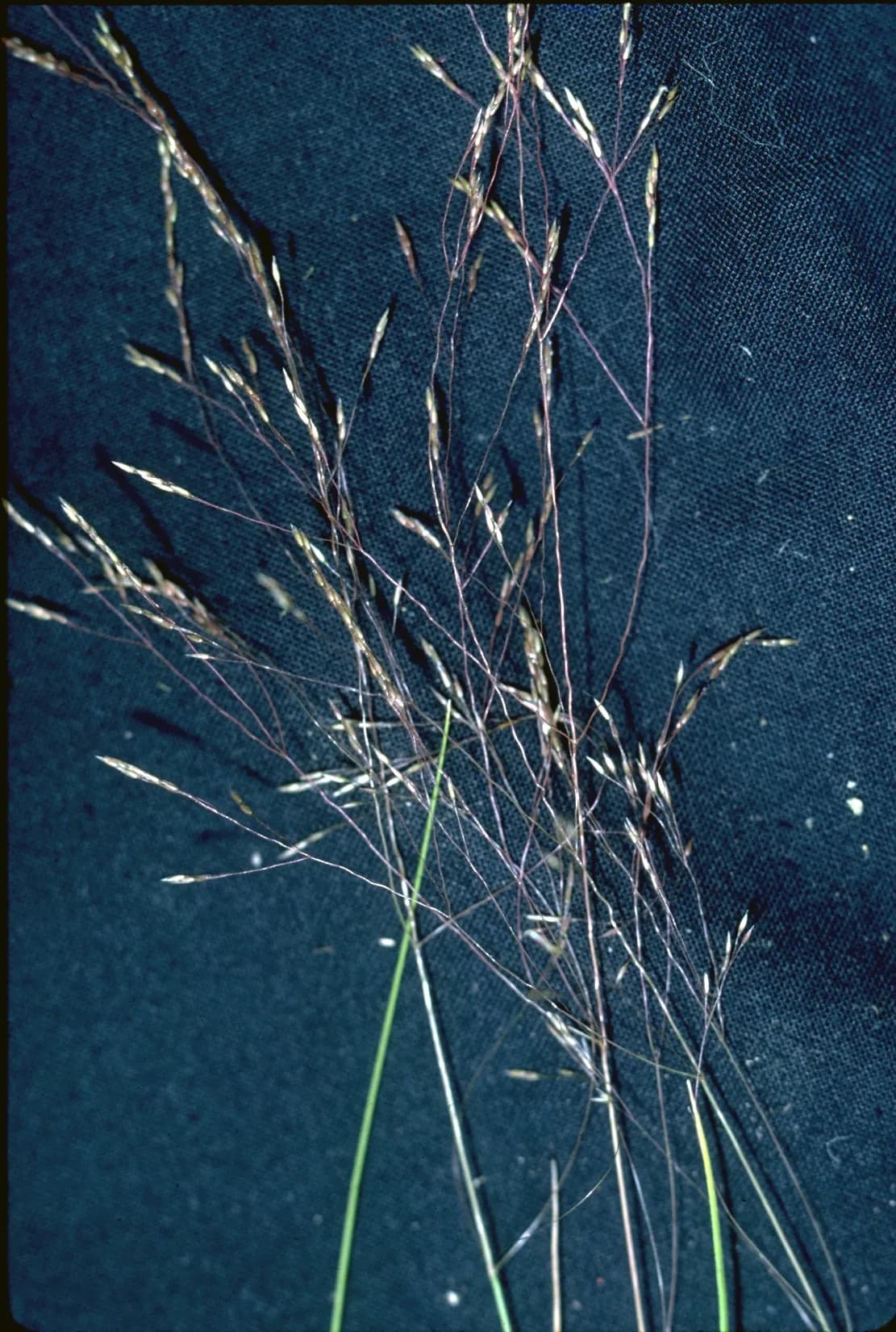 Idaho Bentgrass (Agrostis idahoensis)