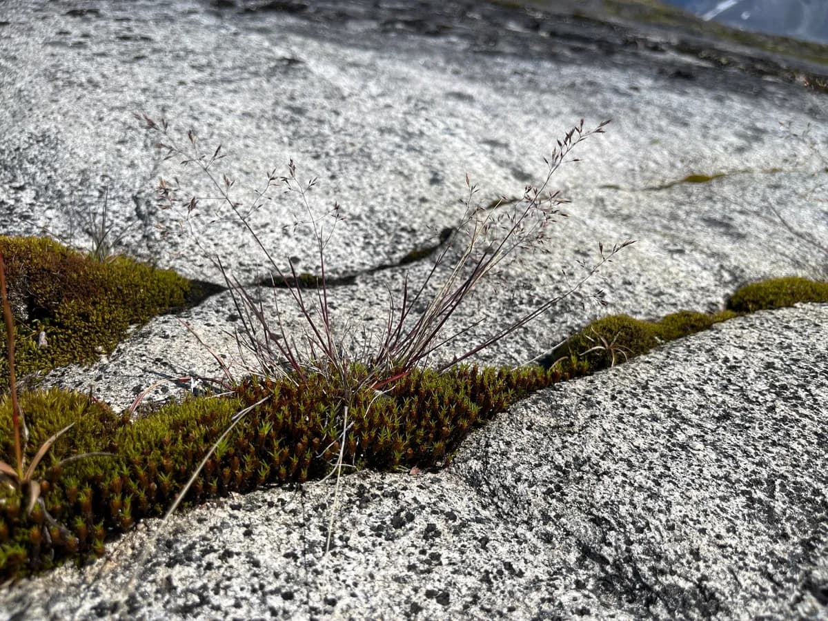 Northern Bent (Agrostis mertensii)