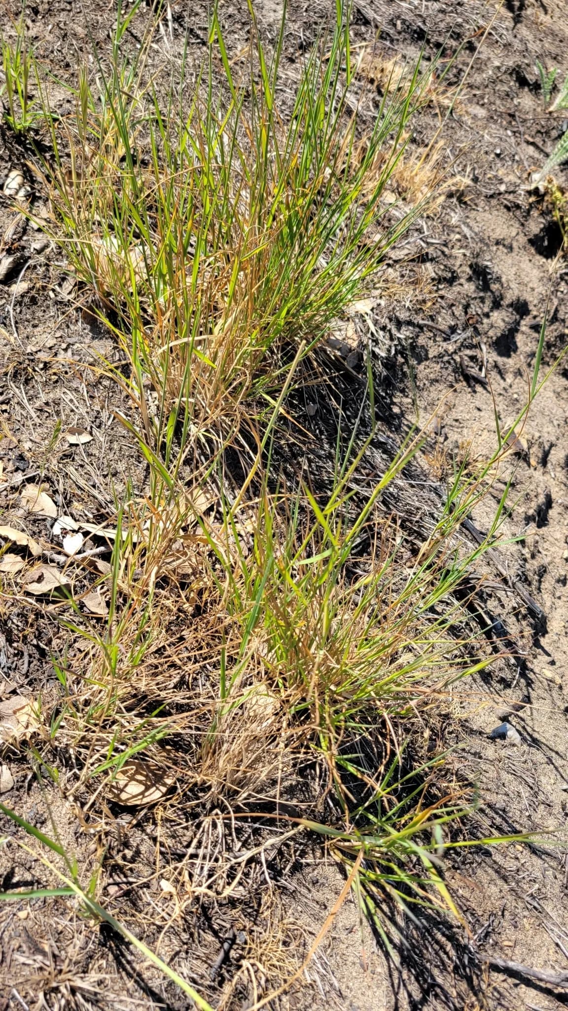 Seashore Bentgrass (Agrostis pallens)