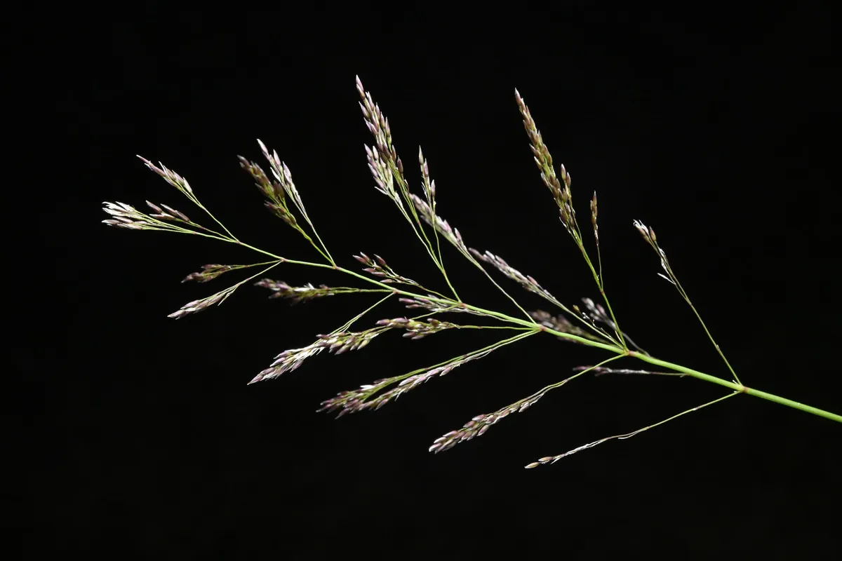 Spreading Bent (Agrostis stolonifera)