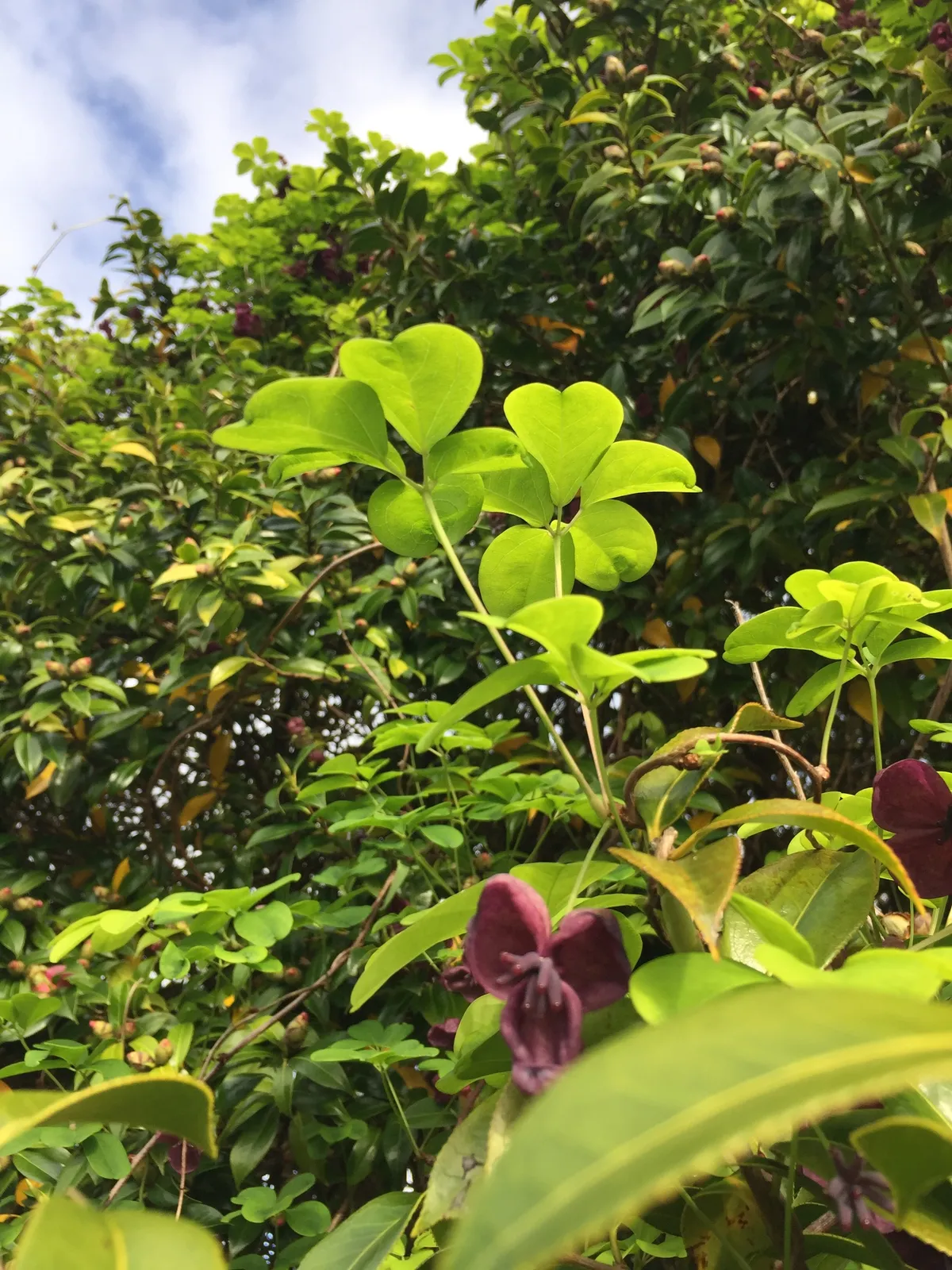 Chocolate Vine (Akebia quinata)