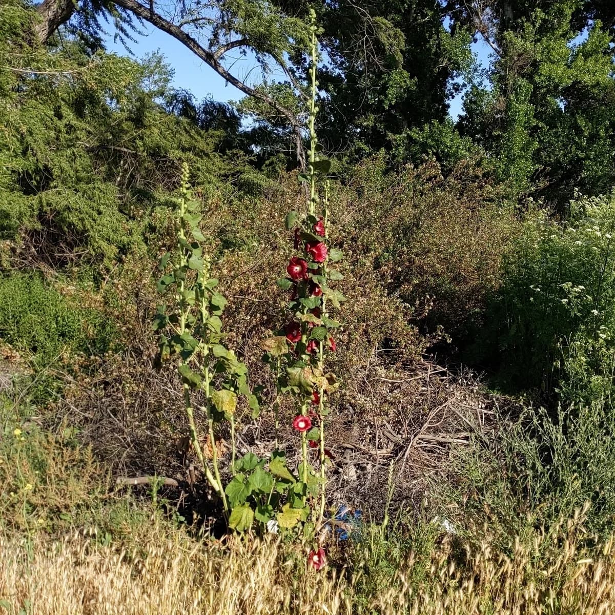 Hollyhock (Alcea rosea)
