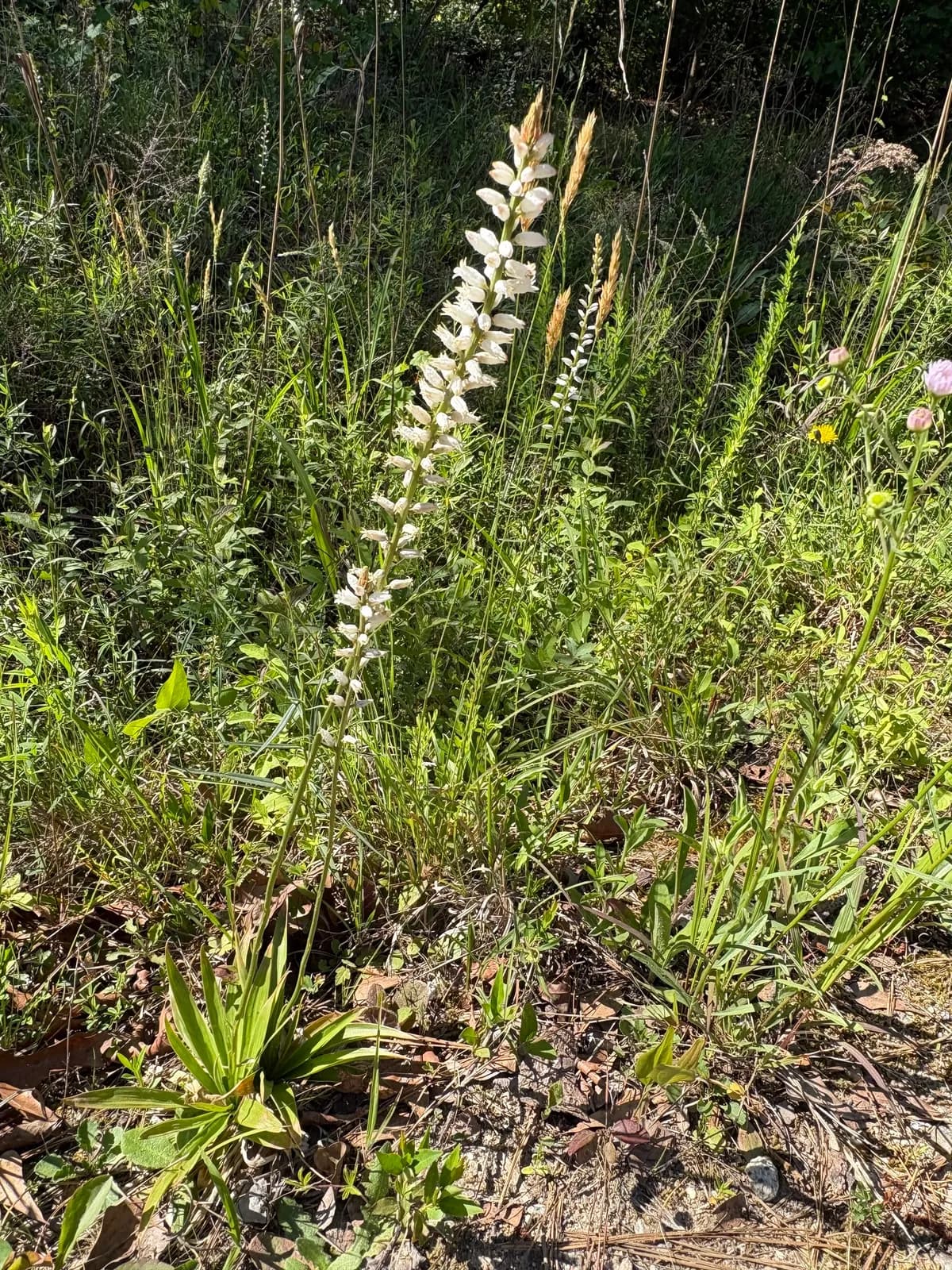 Agueroot (Aletris farinosa)