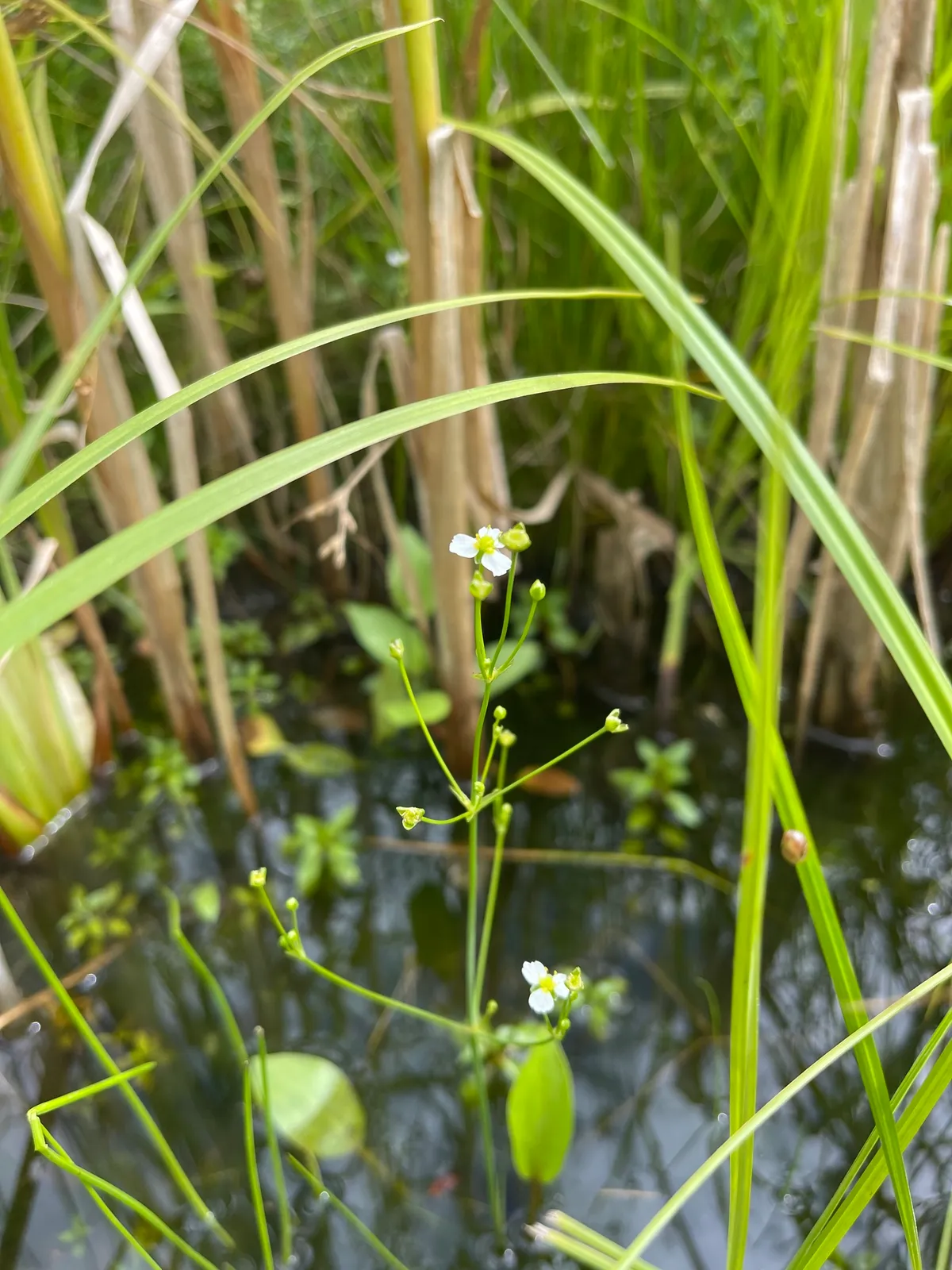 Northern Water-plantain (Alisma triviale)
