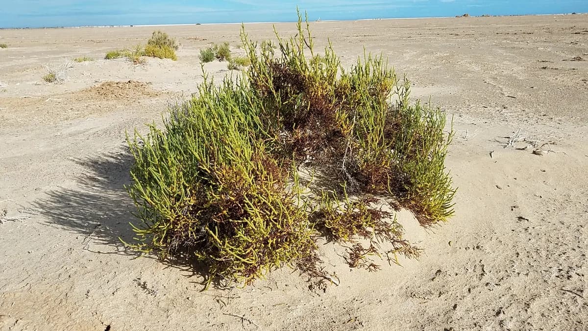 Iodine-bush (Allenrolfea occidentalis)