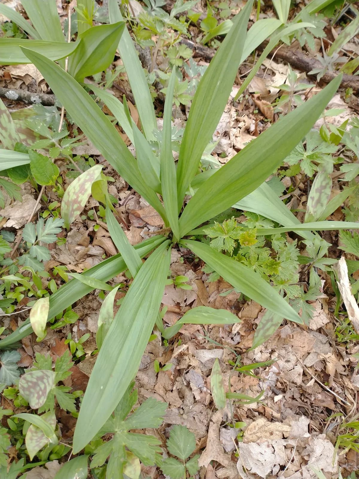Burdick'S Wild Leek (Allium burdickii)