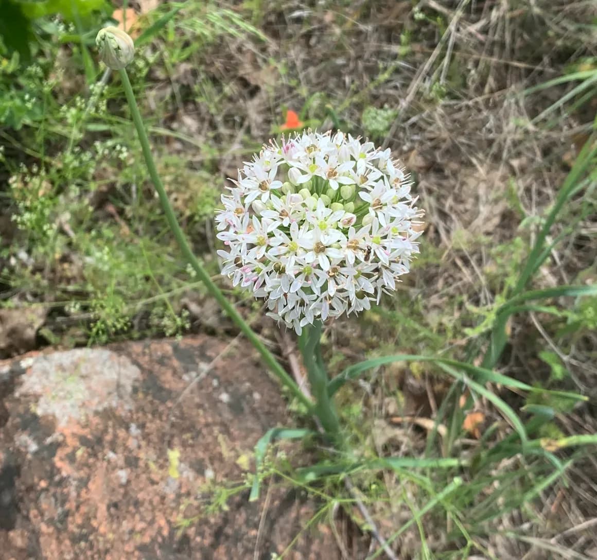Canada onion (var. mobilense) (Allium canadense mobilense)