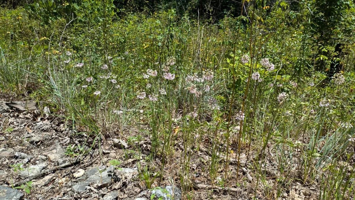 Wild Onion (Allium cernuum)