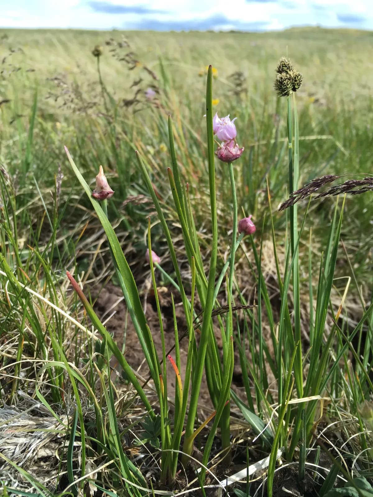 Geyer'S Onion (Allium geyeri)