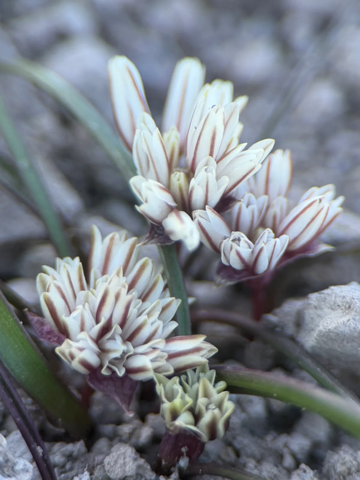 Red Sierra Onion (Allium obtusum)