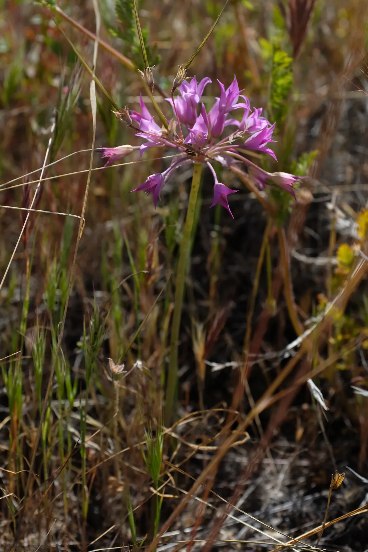 Mexicali onion (Allium peninsulare)
